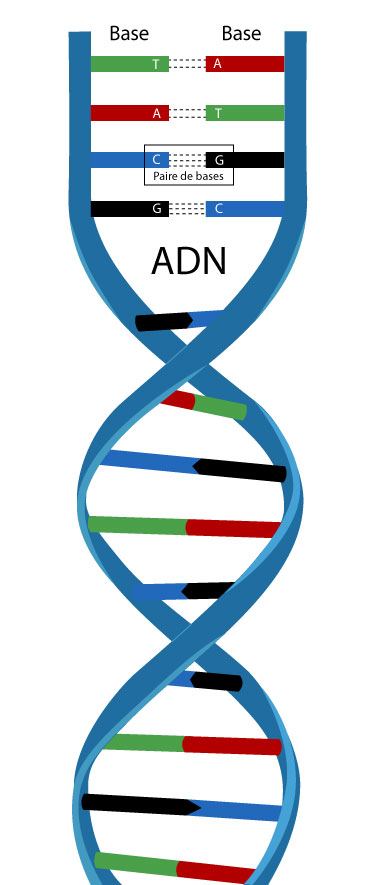 Comment fonctionne un test ADN ? Explication en détails !