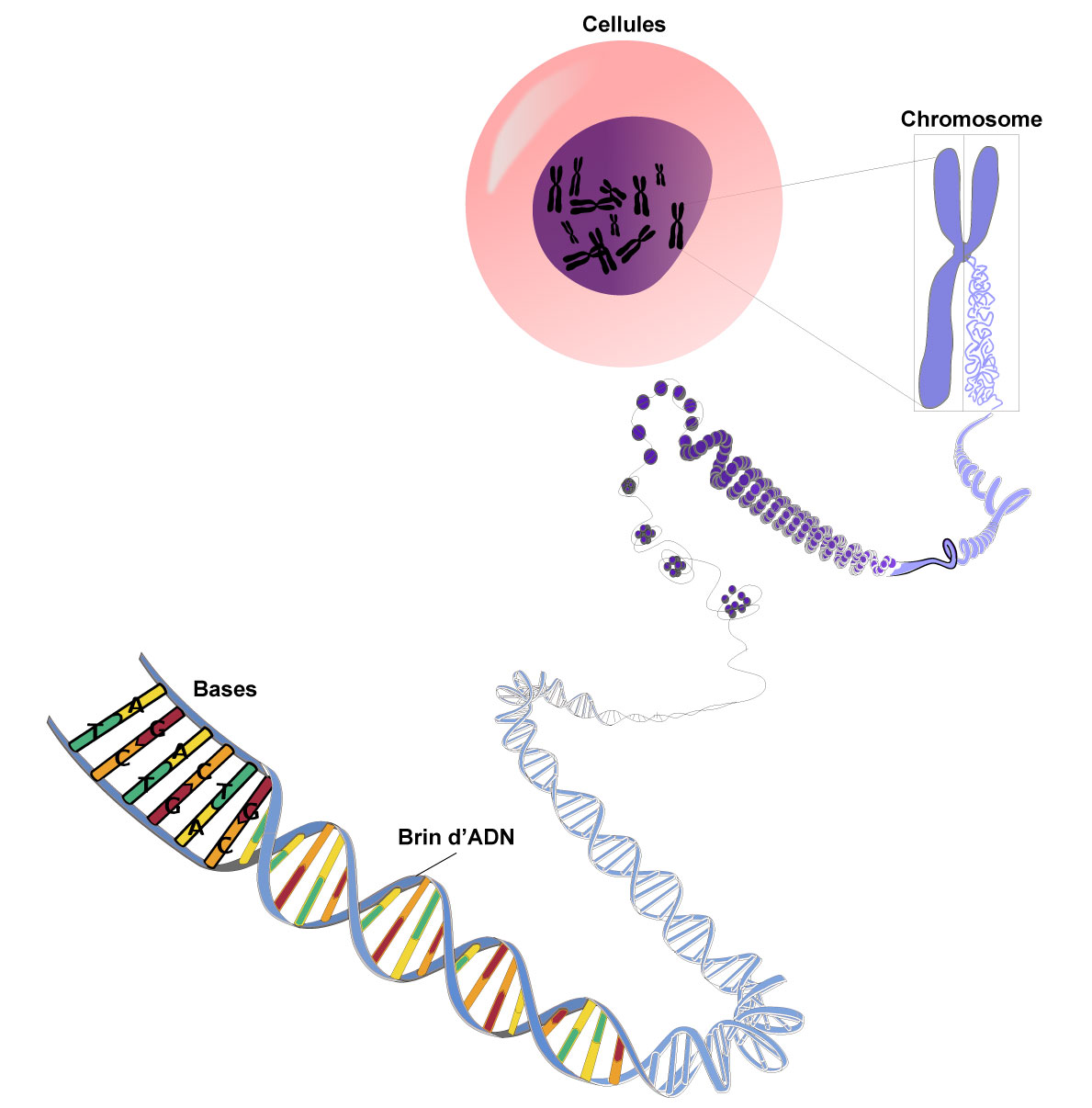 Autisme, hérédité et nouvelles mutations