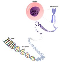 Image 2 : Chromosome et brins d'ADN. Adapté du National Human Genome Research Institute