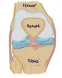 Genou : anatomie