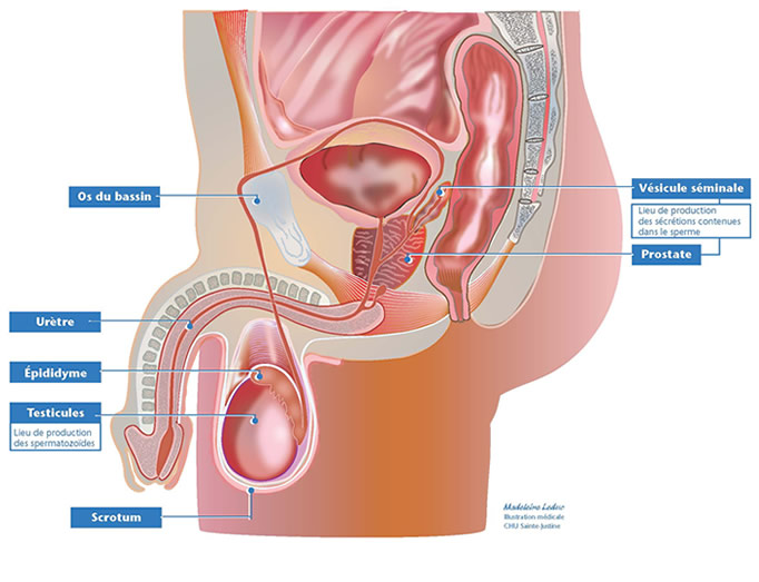 Troubles de l'appareil reproducteur masculin
