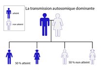 La transmission autosomique dominante